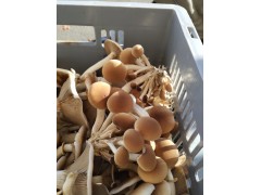 Pholiotes du peuplier Pholiotes du peuplier